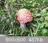Clicca sull'immagine per ingrandirla

Nome: fungo1.jpg‎
Visite: 1442
Dimensione:  487,3 KB
ID: 713