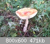 Clicca sull'immagine per ingrandirla

Nome: funghi2.jpg‎
Visite: 1394
Dimensione:  470,9 KB
ID: 714