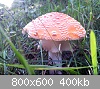 Clicca sull'immagine per ingrandirla

Nome: funghi3.jpg‎
Visite: 1447
Dimensione:  400,1 KB
ID: 715