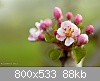 Clicca sull'immagine per ingrandirla

Nome: WildambreeAbriga2012-fiori-1812.jpg‎
Visite: 1600
Dimensione:  87,7 KB
ID: 1980