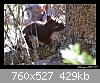 Clicca sull'immagine per ingrandirla

Nome: scoiattolo1.jpg‎
Visite: 1078
Dimensione:  428,7 KB
ID: 115