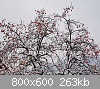 Clicca sull'immagine per ingrandirla

Nome: BUONATALE2009-wildambreeABRIGA-G10-5221.jpg‎
Visite: 1449
Dimensione:  262,8 KB
ID: 828