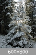 Clicca sull'immagine per ingrandirla

Nome: bosco incantato.JPG‎
Visite: 1091
Dimensione:  131,9 KB
ID: 191