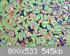 Clicca sull'immagine per ingrandirla

Nome: foglie-800.JPG‎
Visite: 1141
Dimensione:  545,2 KB
ID: 2698